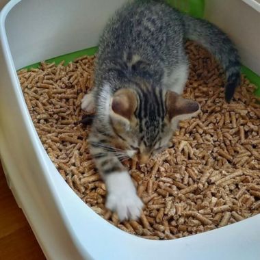 Wood Pellet Cat Litter