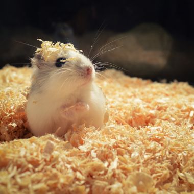 Pet Bedding Materials
