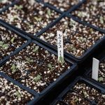 perlite for drainage. 