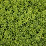 Buxus Feed 5kg Tub
