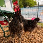 Premium Chicken Wood Chips 70Ltr 4 x 70 litre