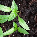 How to use bark fines