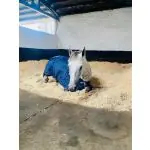 horse bedding 