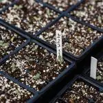 perlite for drainage. 