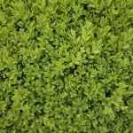 Buxus Feed 5kg Tub