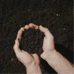 topsoil for veggies