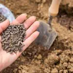 Chicken manure pellets