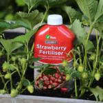 Organic Strawberry Feed 1ltr