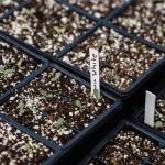 perlite for drainage. 