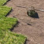 top dressing for lawns and turf laying