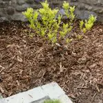 Garden bark Chips