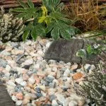 Blossom Gravel 20mm - 800kg Bulk Bag