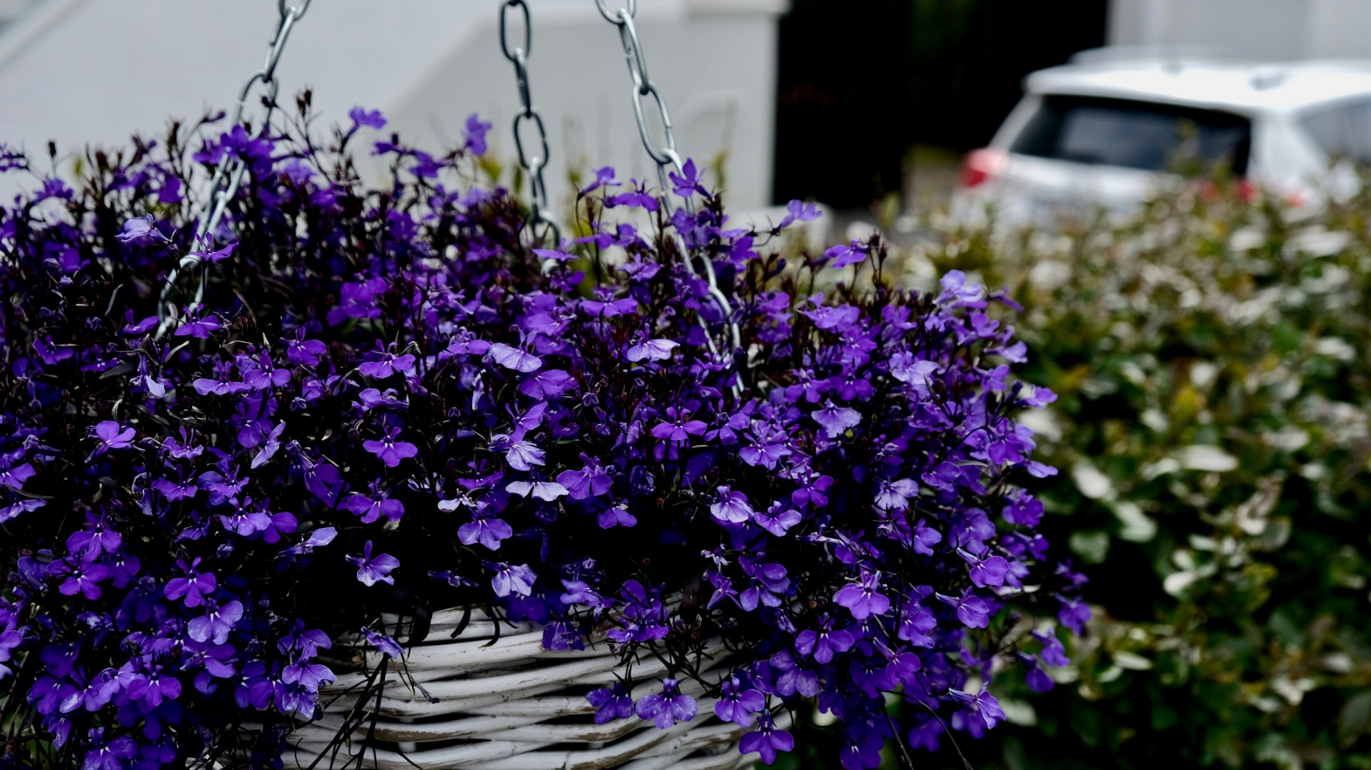 Using Multipurpose compost in hanging baskets